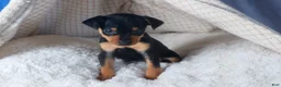 Miniature Pinscher dogs for sale: ARCHIE - Ad 12