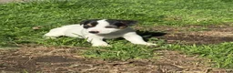 Jack Russell Terrier dogs for sale: Jack Russell Terrier Puppy 2 - Ad 2