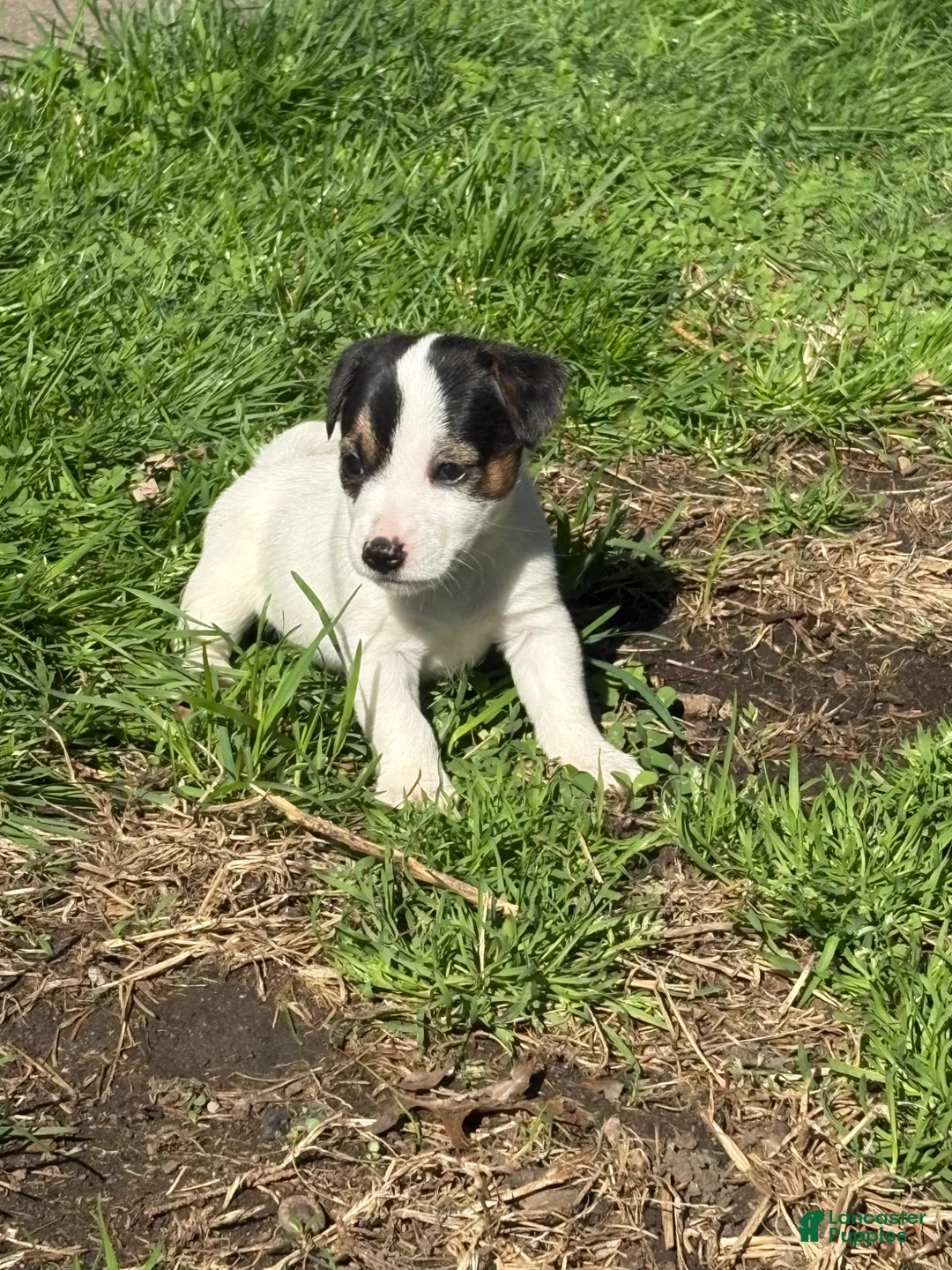 Jack Russell Terrier dogs for sale: Jack Russell Terrier Puppy 2 - Ad 2