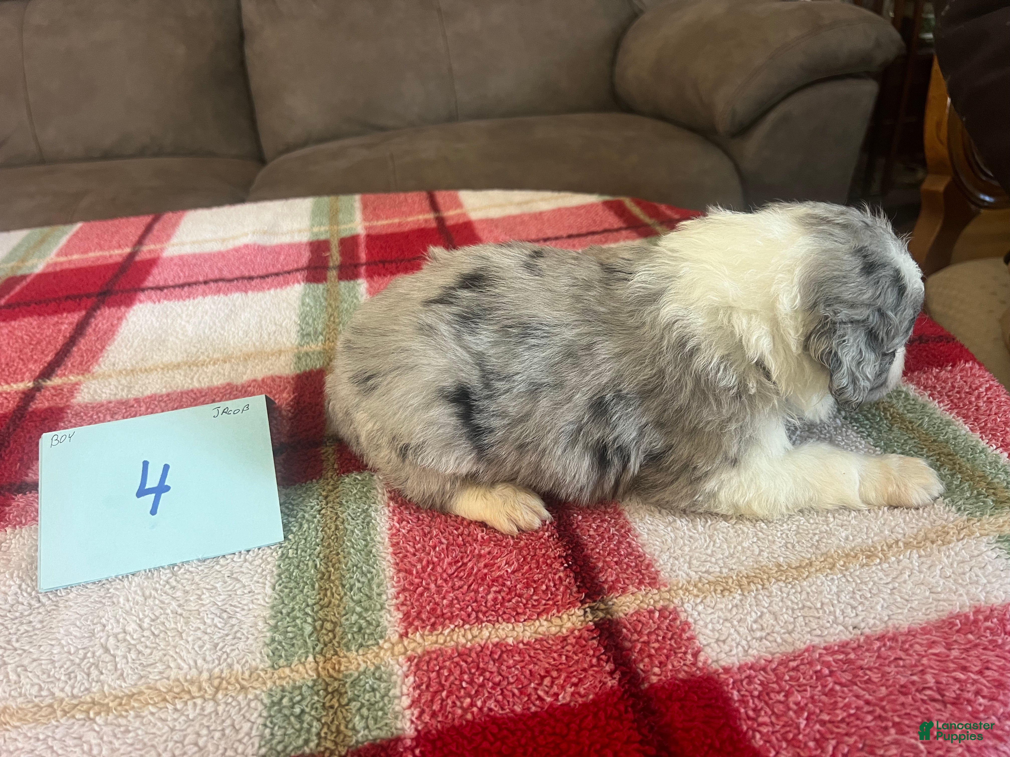 Mini Aussiedoodle dogs JAZZ 5 - Ad 2