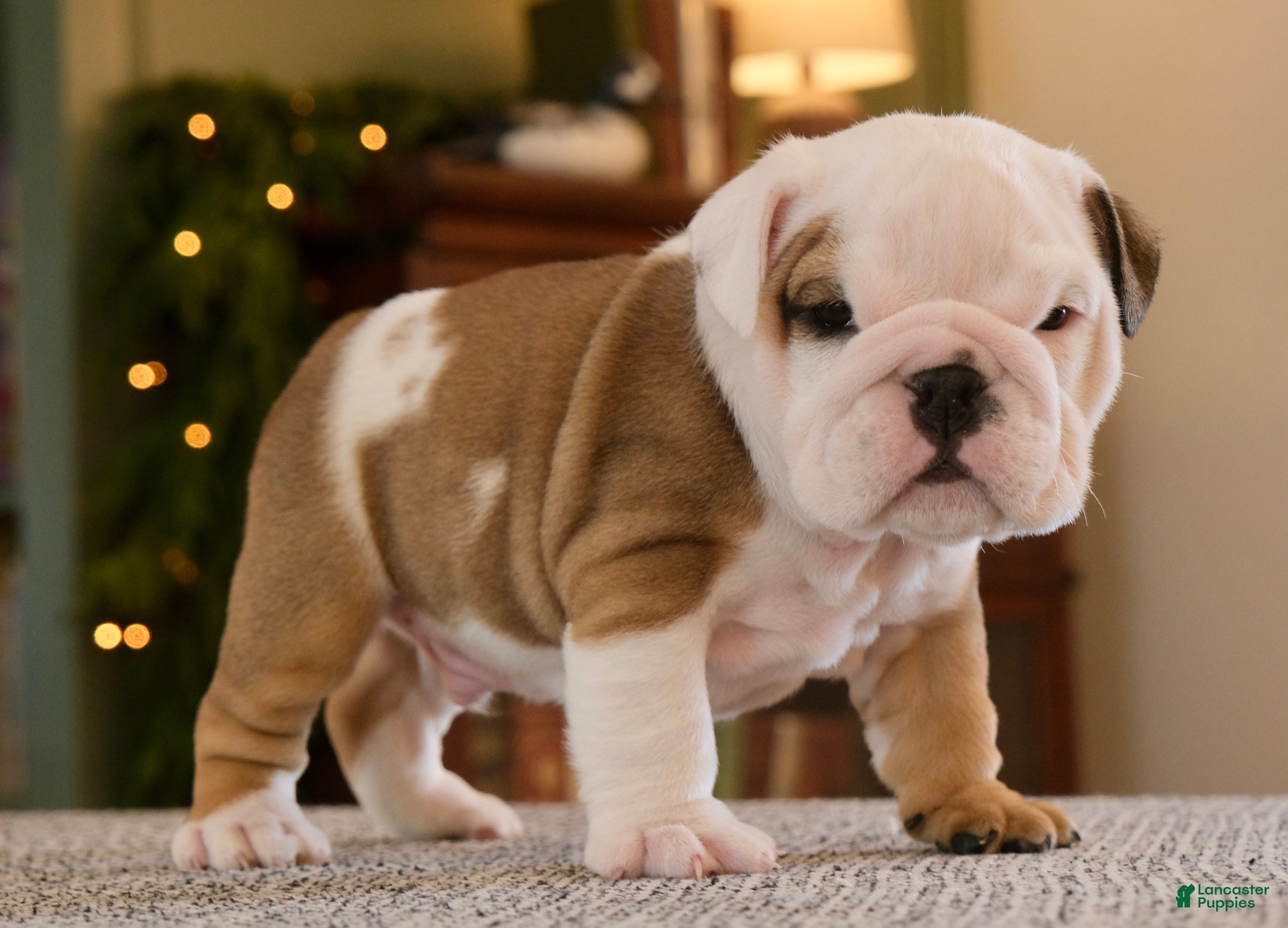English Bulldog dogs Jack - Ad 12