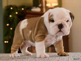 English Bulldog dogs Jack - Ad 12