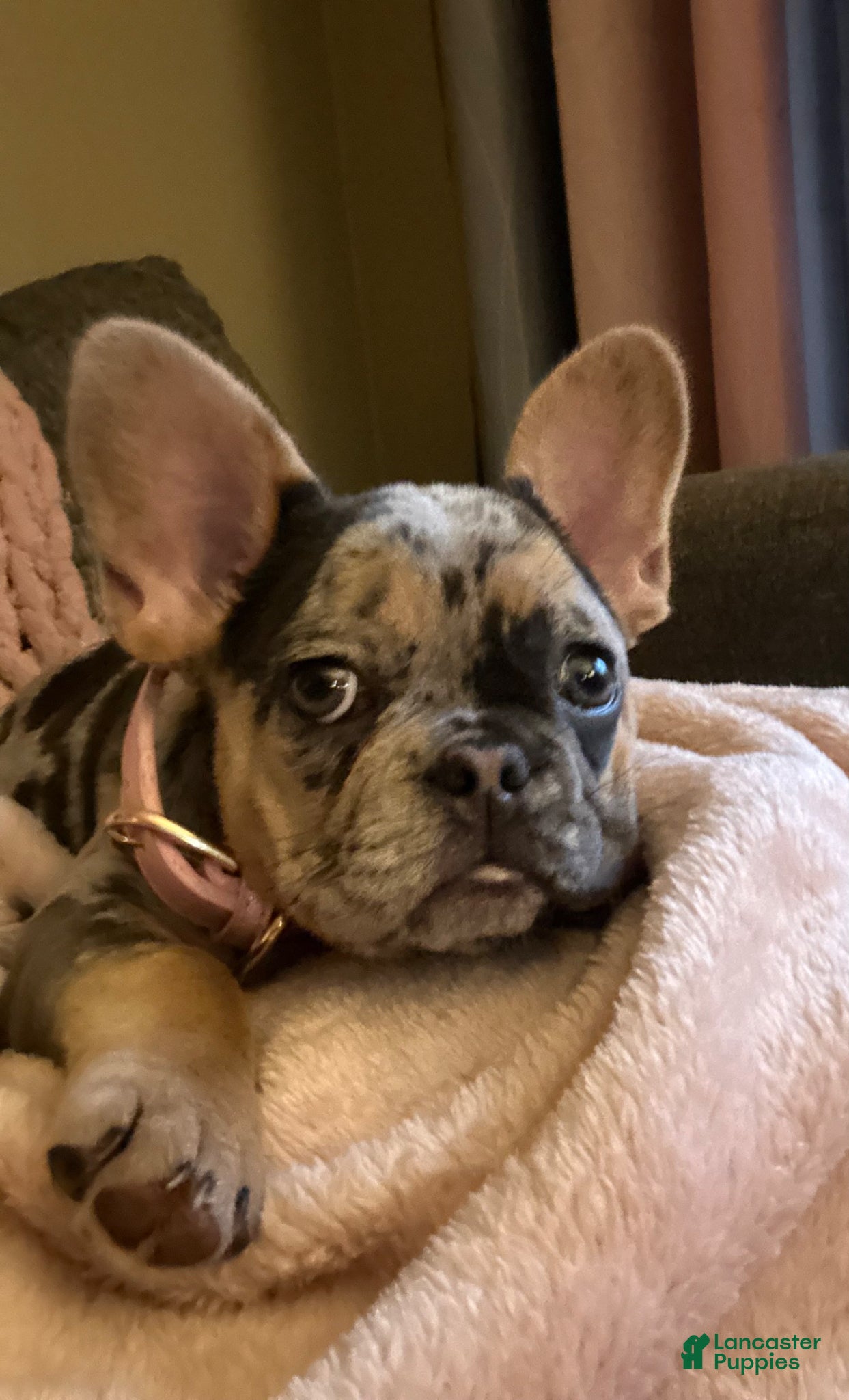 French Bulldog dogs French Bulldog Puppy 3 - Ad 1
