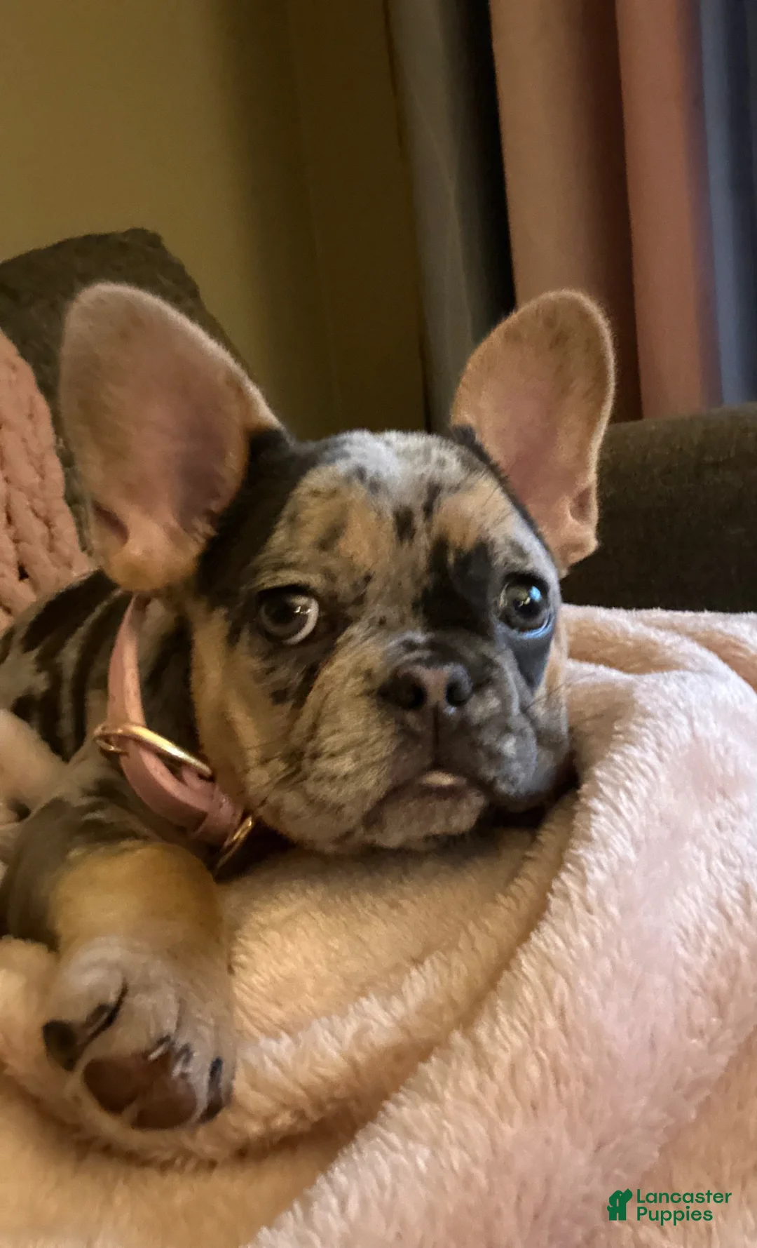 French Bulldog dogs for sale: French Bulldog Puppy 3 - Ad 1