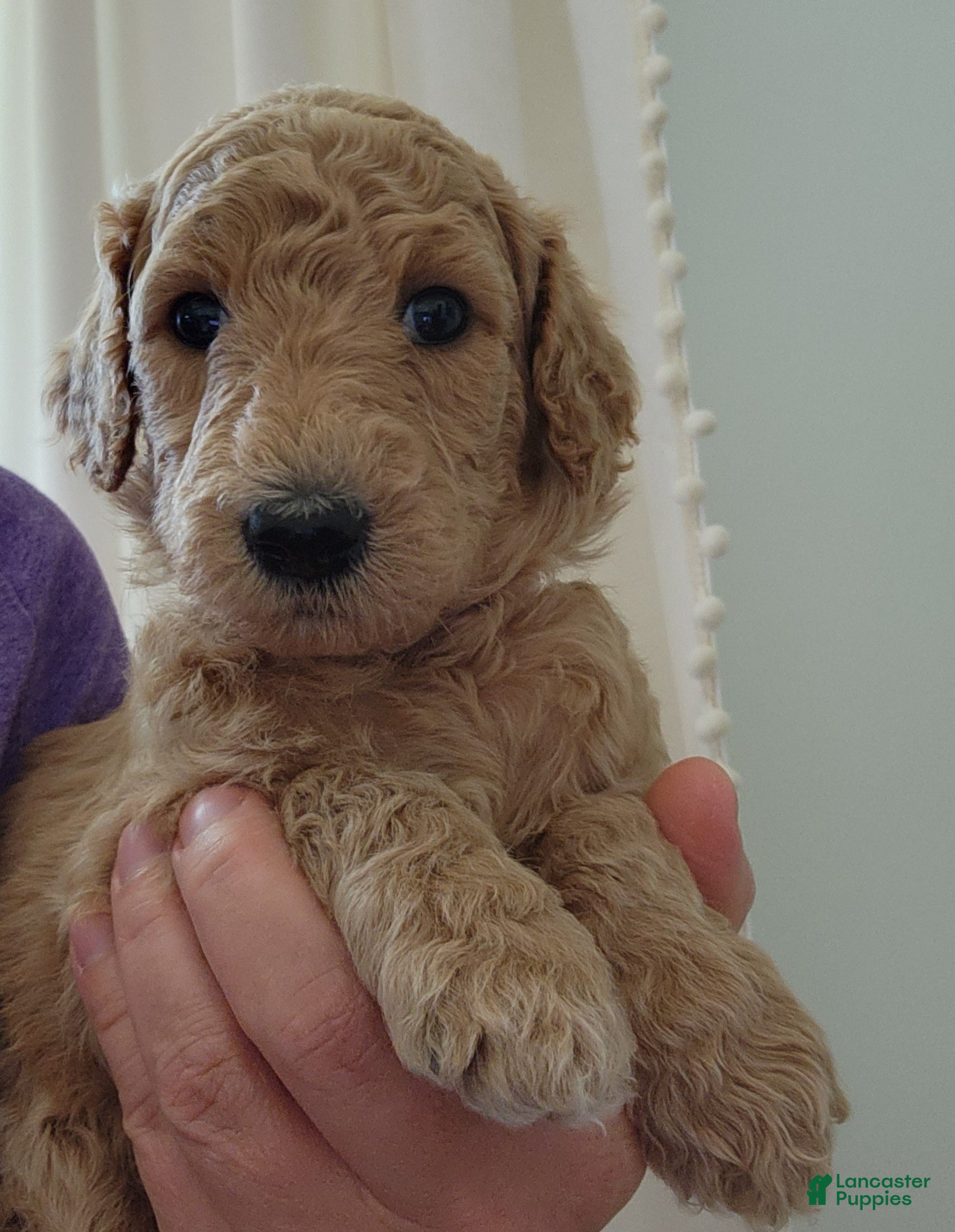 Standard Poodle dogs Baby - Ad 27