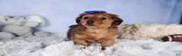 Miniature Dachshund dogs for sale: Jasper - Ad 25