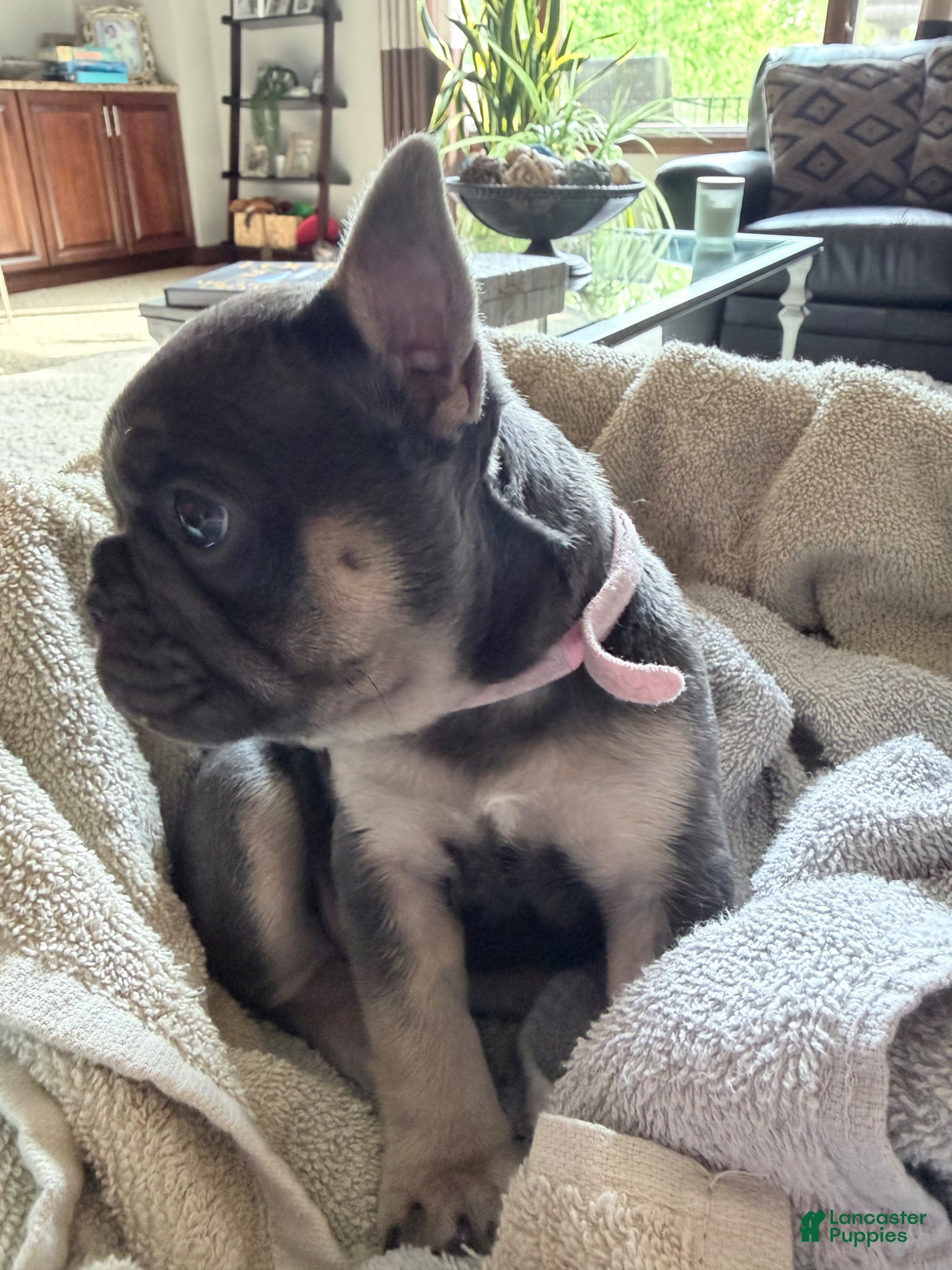 French Bulldog dogs for sale: French Bulldog Female AKC - Ad 8