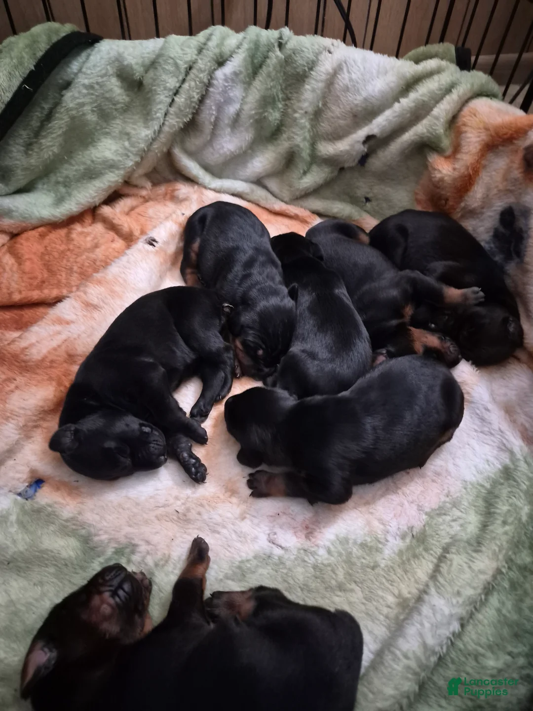 Doberman Pinscher dogs for sale: Doberman Pinscher 6 - Ad 1