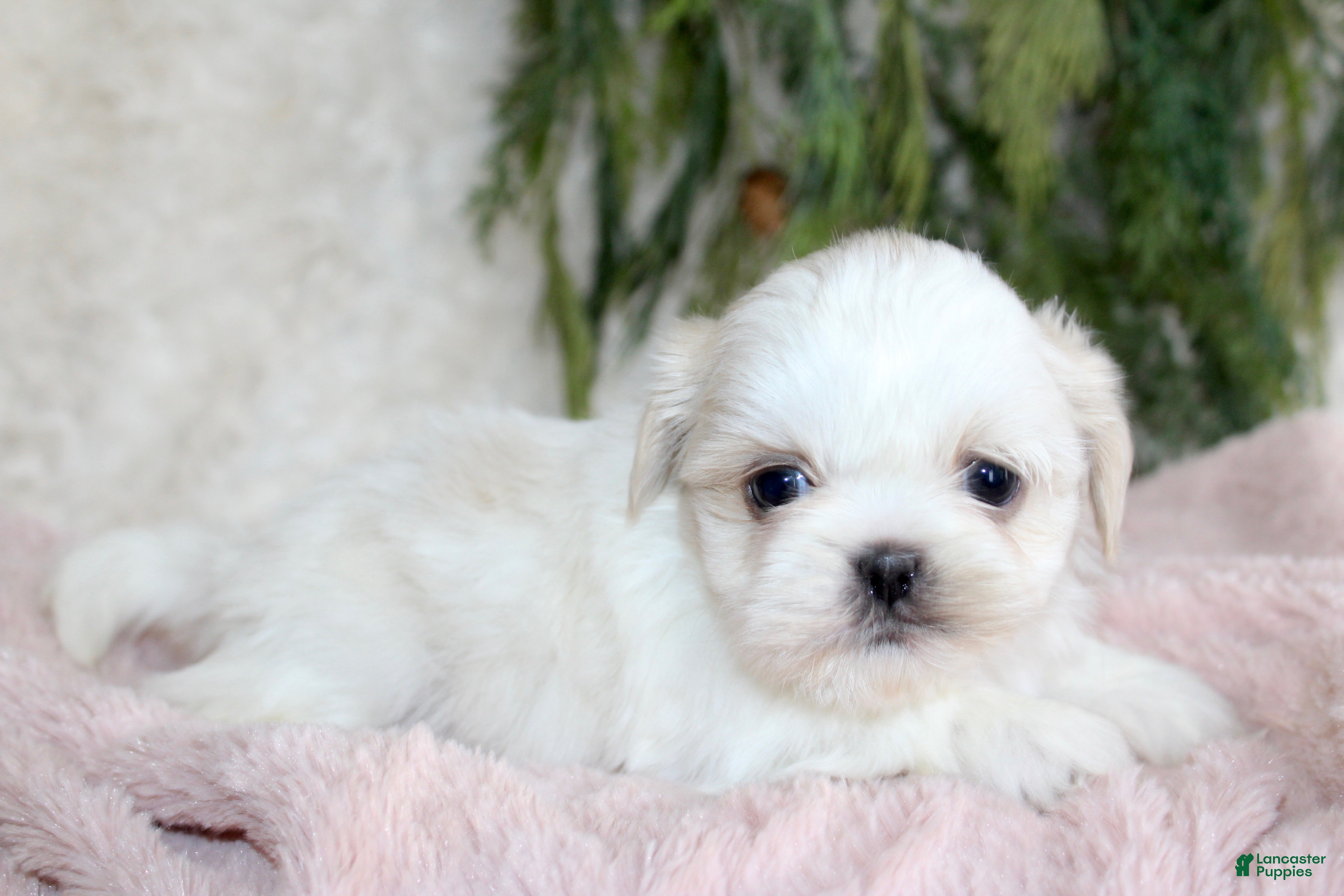 Shih Tzu dogs Shih Tzu Puppy 6 - Ad 6