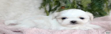 Shih Tzu Puppy 6