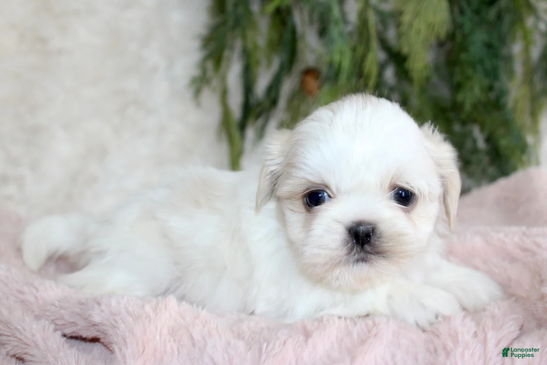 Shih Tzu dogs for sale: Shih Tzu Puppy 6 - Ad 1