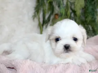 Shih Tzu dogs Shih Tzu Puppy 6 - Ad 6