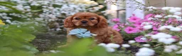 Cavalier King Charles Spaniel dogs for sale: Holden - Ad 3