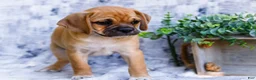 Puggle dogs for sale: Boots - Ad 1