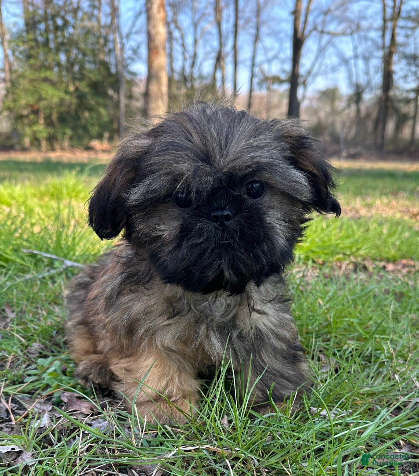 Shih Tzu dogs Rodger  - Ad 1