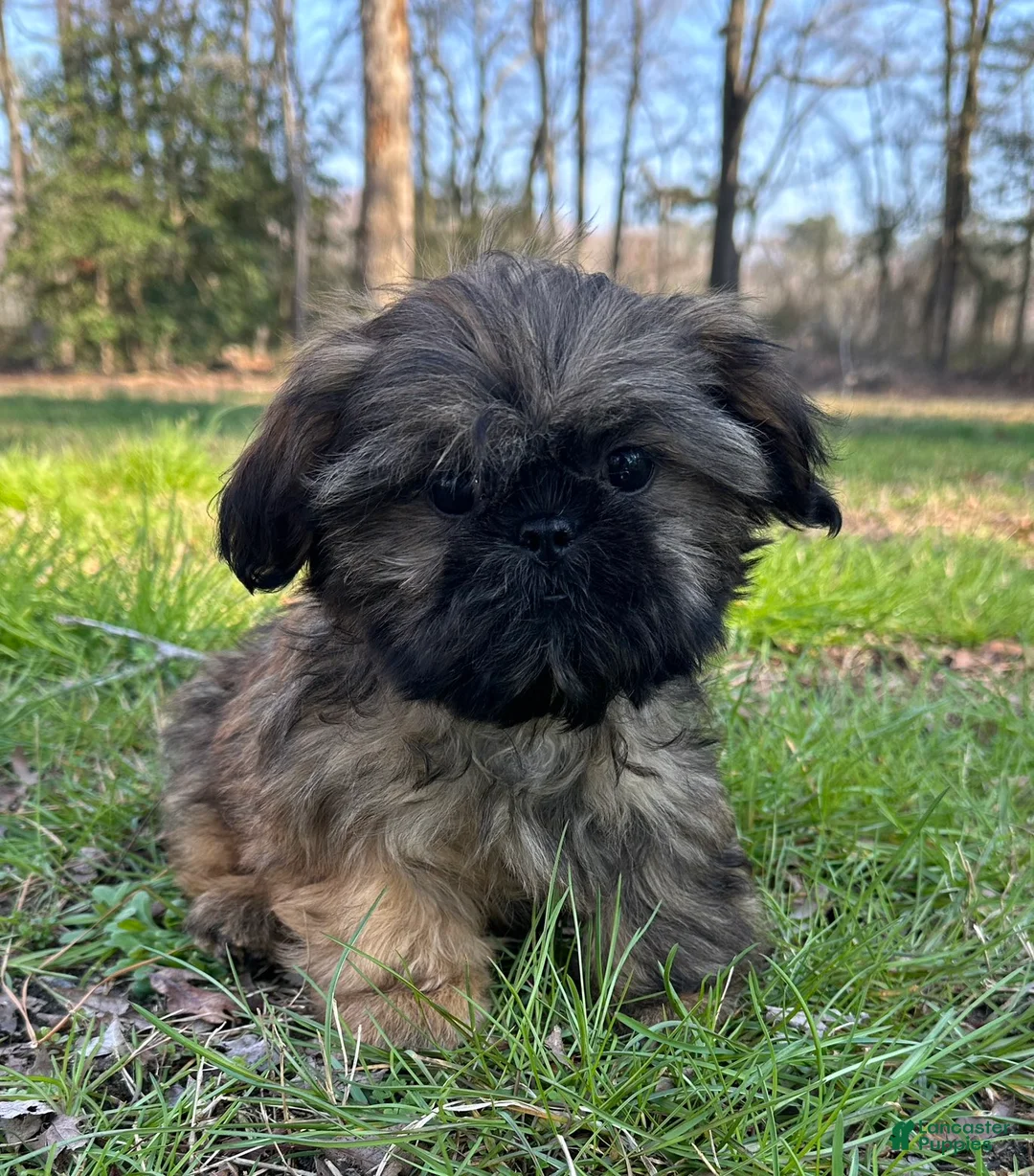 Shih Tzu dogs for sale: Rodger  - Ad 1