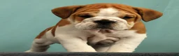 English Bulldog dogs for sale: Baxter - Ad 8