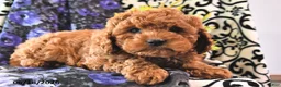 Cavapoo dogs for sale: Rosebud - Ad 1