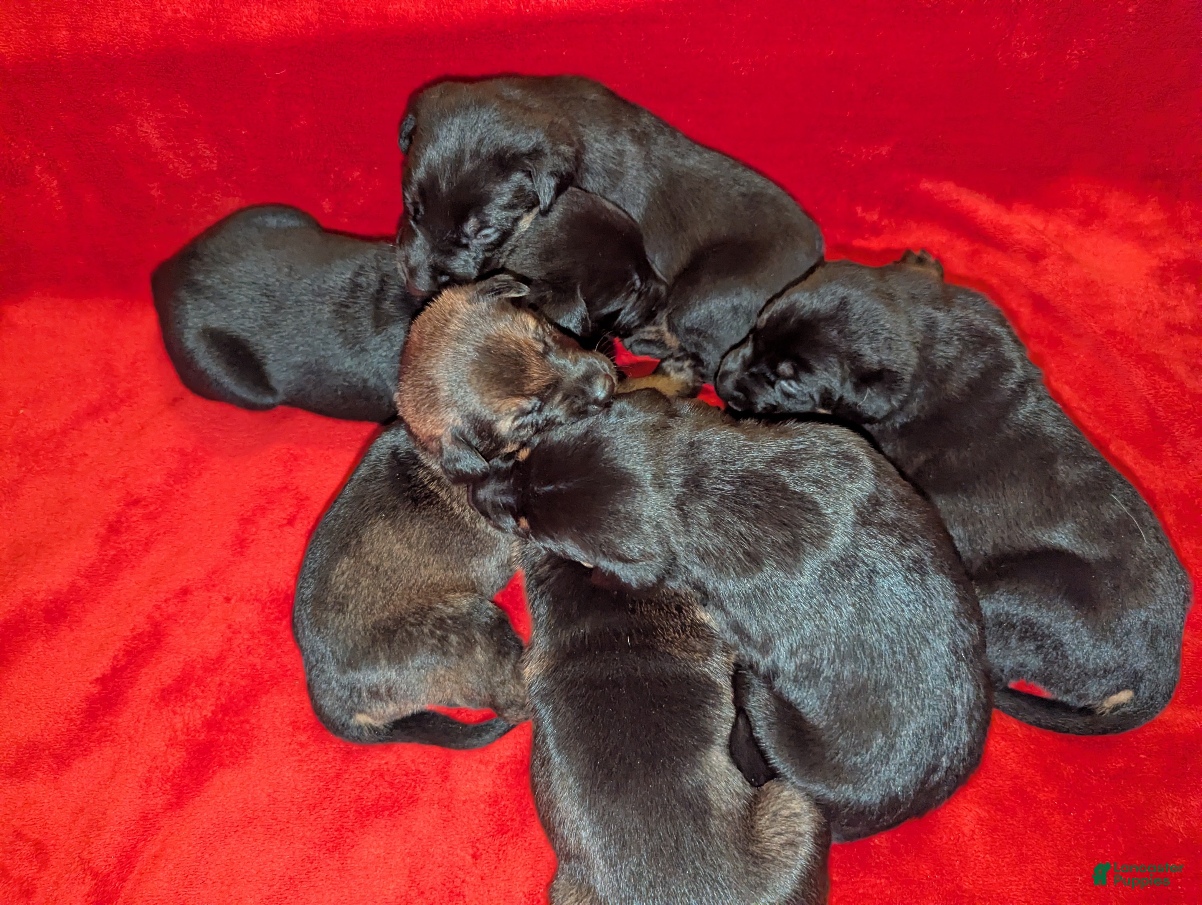 Mixed Breed dogs Mixed Breed Puppy 4 - Ad 31