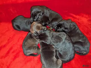 Mixed Breed dogs Mixed Breed Puppy 4 - Ad 31