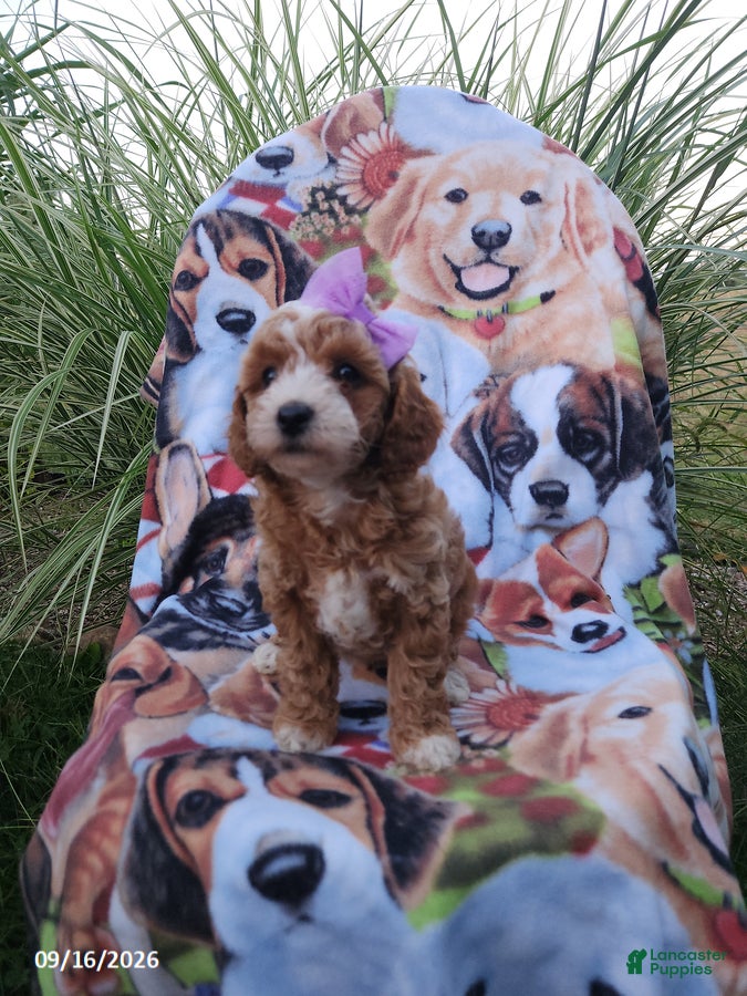 Miniature Poodle dogs Rosie - Ad 2