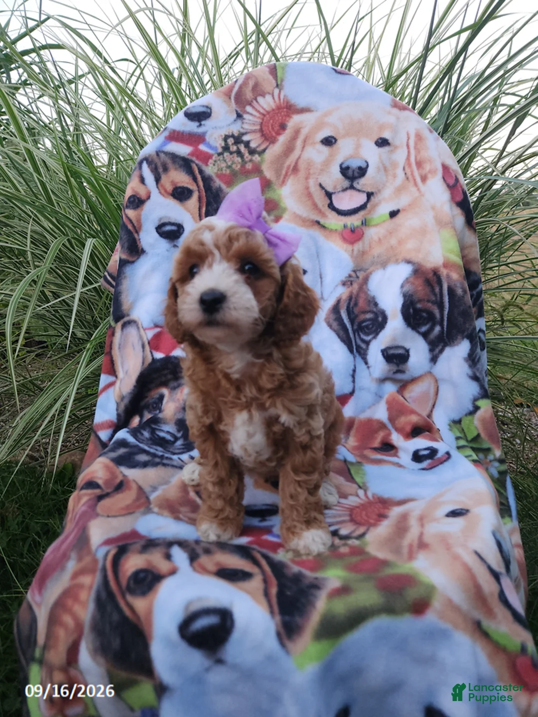 Miniature Poodle dogs for sale: Rosie - Ad 2