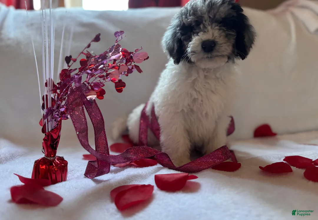 Miniature Poodle dogs for sale: Miniature Poodle Puppy 1 - Ad 2
