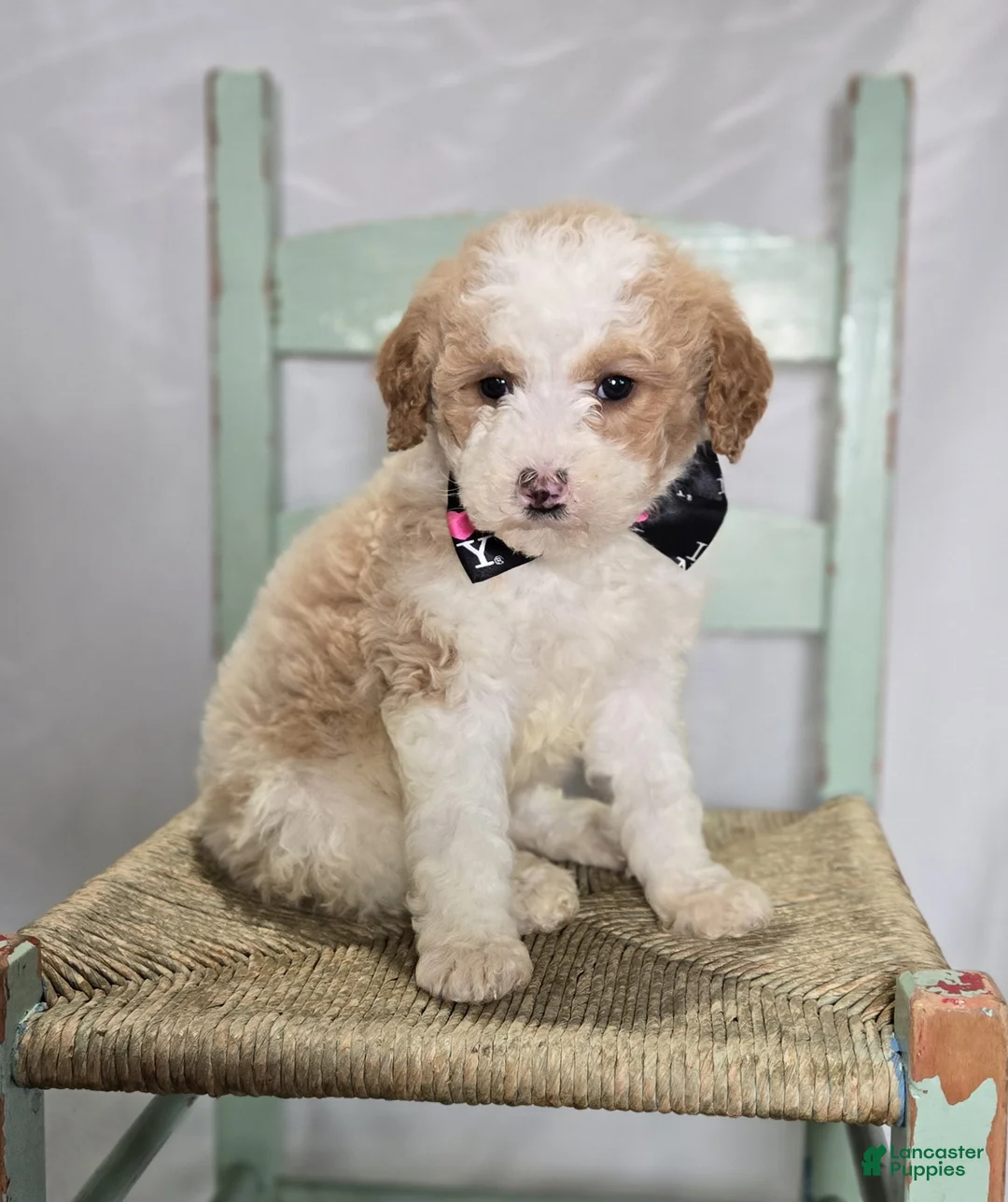 Mini Sheepadoodle dogs for sale: Mindy - Ad 1