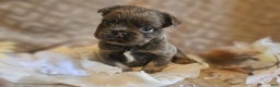 French Bulldog dogs for sale: Biscotti AKC Fluffy  - Ad 1