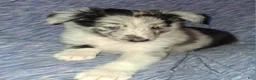 Shetland Sheepdog dogs for sale: Marcus - Ad 9