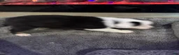 Australian Shepherd dogs for sale: Kenny - Ad 5