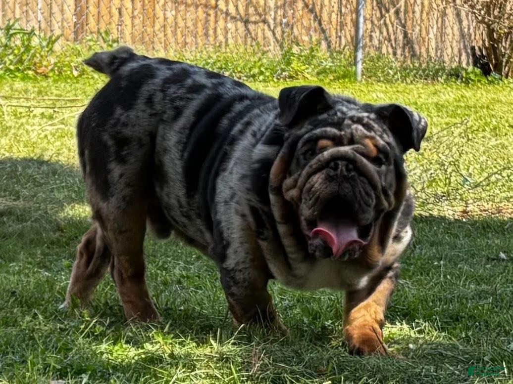 English Bulldog dogs English Bulldog 2 - Ad 2