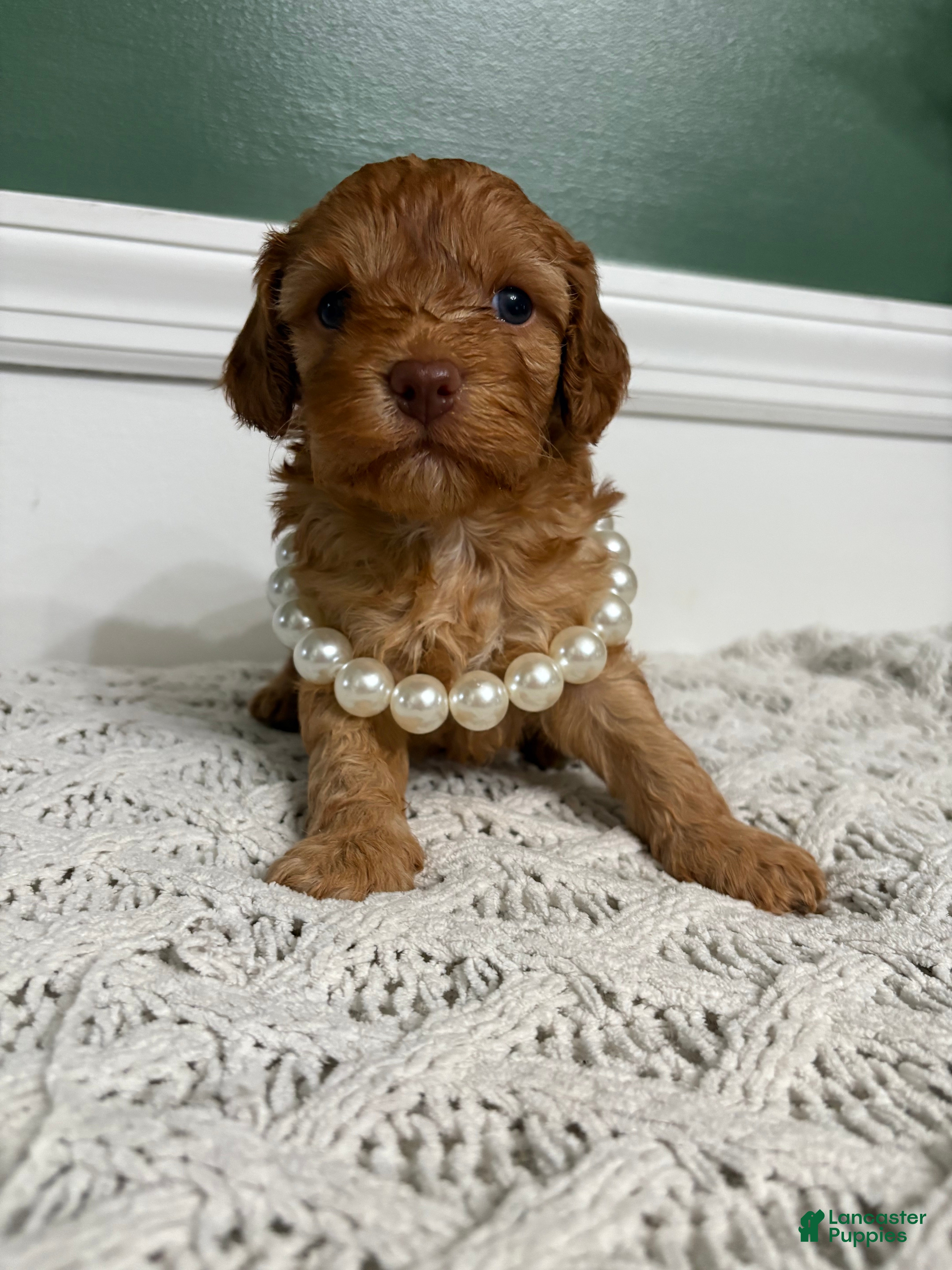 Cavapoo dogs Dallas - Ad 1