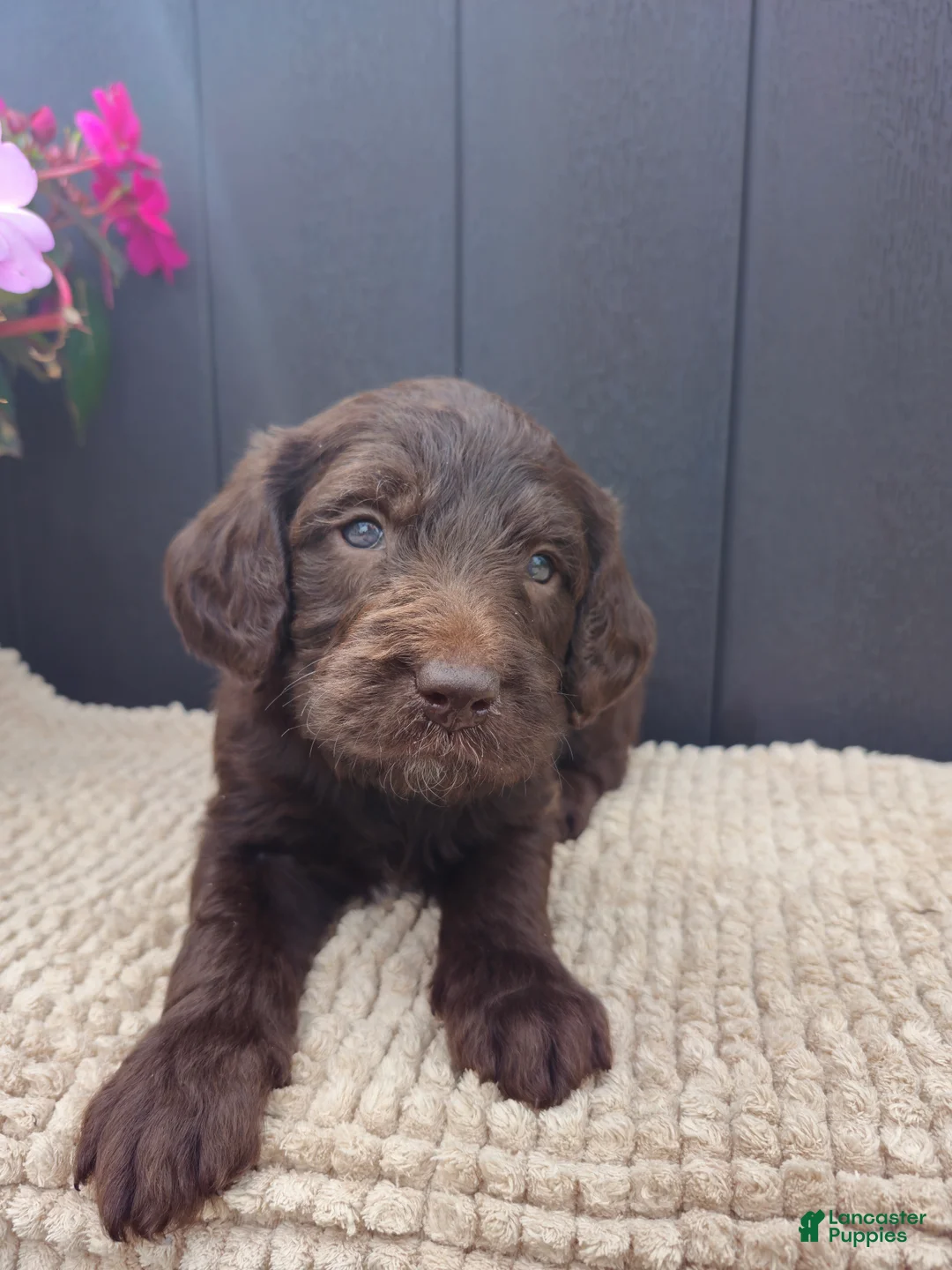 Labradoodle dogs for sale: Ashton - Ad 1