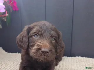 Labradoodle dogs Ashton - Ad 30