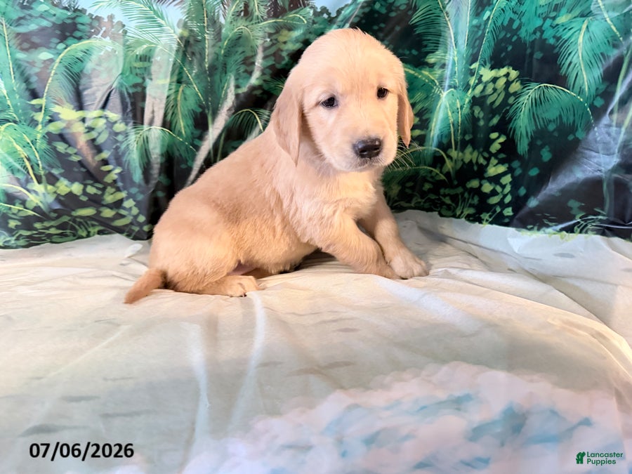 Golden Retriever dogs Carmen - Ad 2