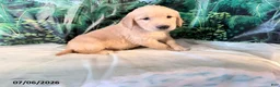 Golden Retriever dogs for sale: Carmen - Ad 2