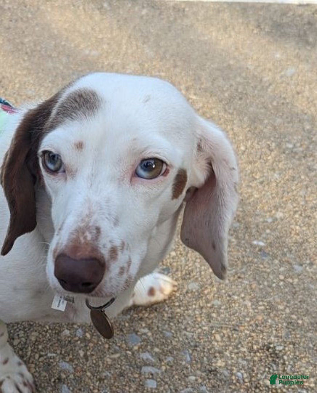 Miniature Dachshund dogs for sale: Coco - Ad 9