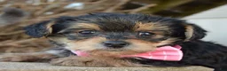 Yorkiepoo dogs for sale: Tiny Stella - Ad 11