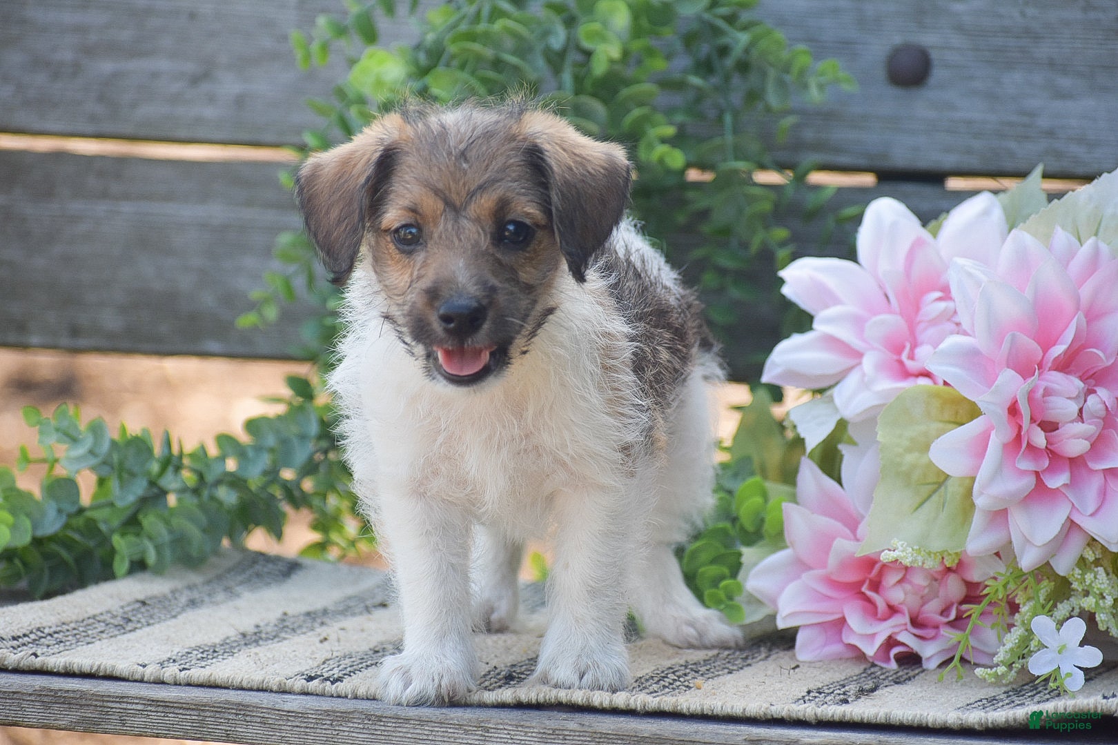 Jackapoo dogs for sale: Elora - Ad 2