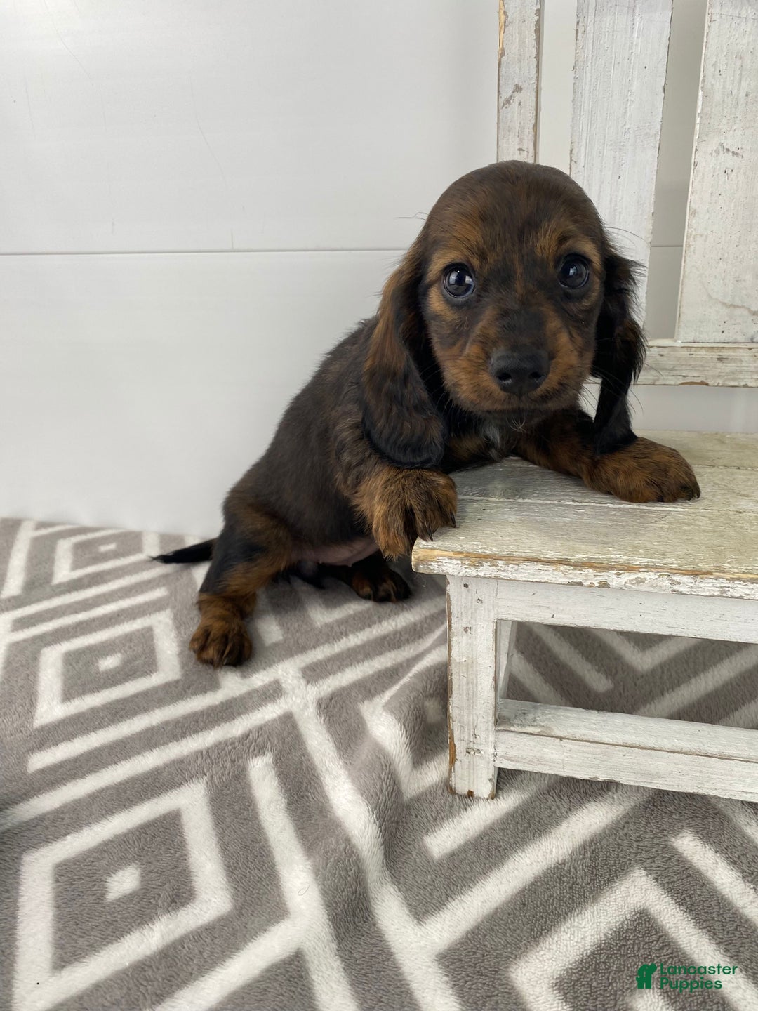 Miniature Dachshund dogs for sale: Bella - Ad 7