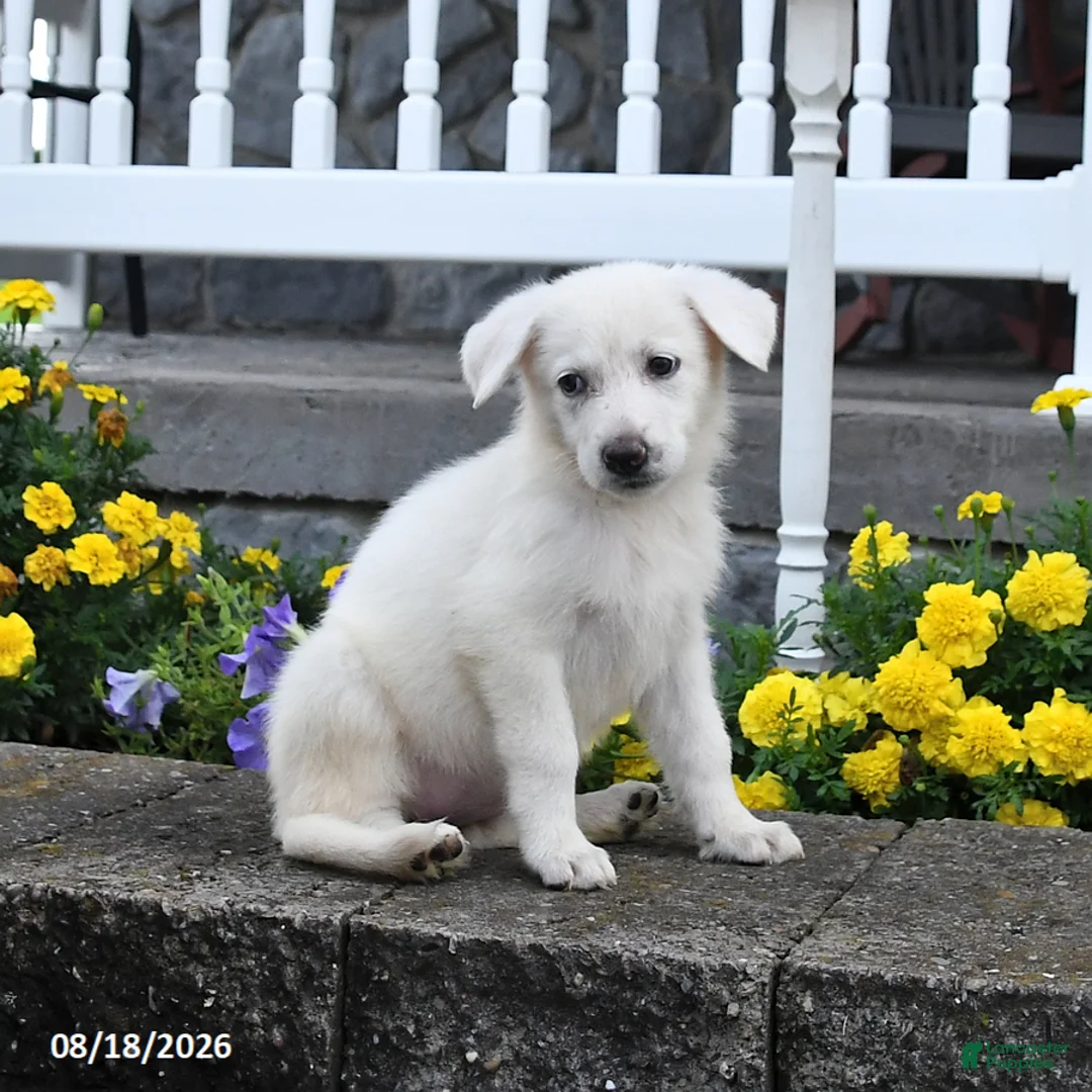 German Shepherd dogs for sale: Molly - Ad 2