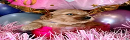 Cockapoo dogs for sale: Caprice - Ad 10