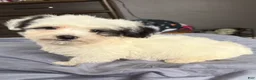 Miniature Poodle dogs for sale: Otto - Ad 6