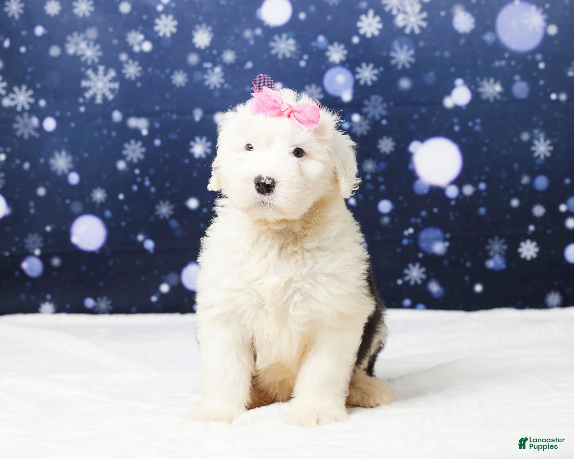 Old English Sheepdog dogs Jasmine - Ad 8