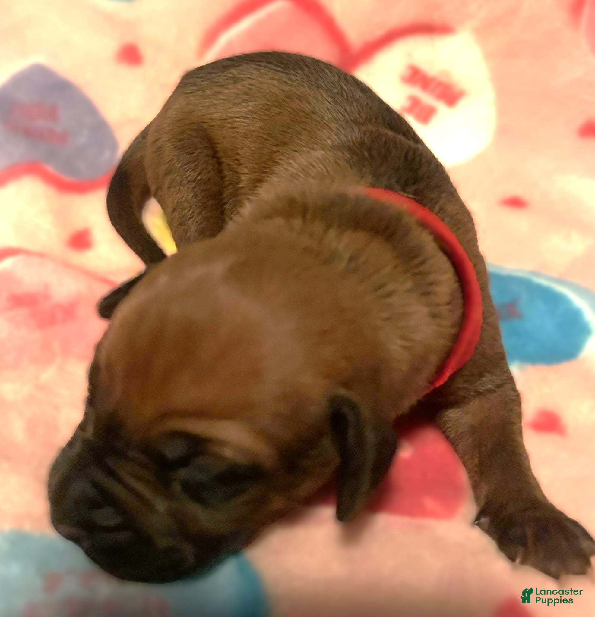 Rhodesian Ridgeback dogs Rhodesian Ridgeback Puppy 2 - Ad 4