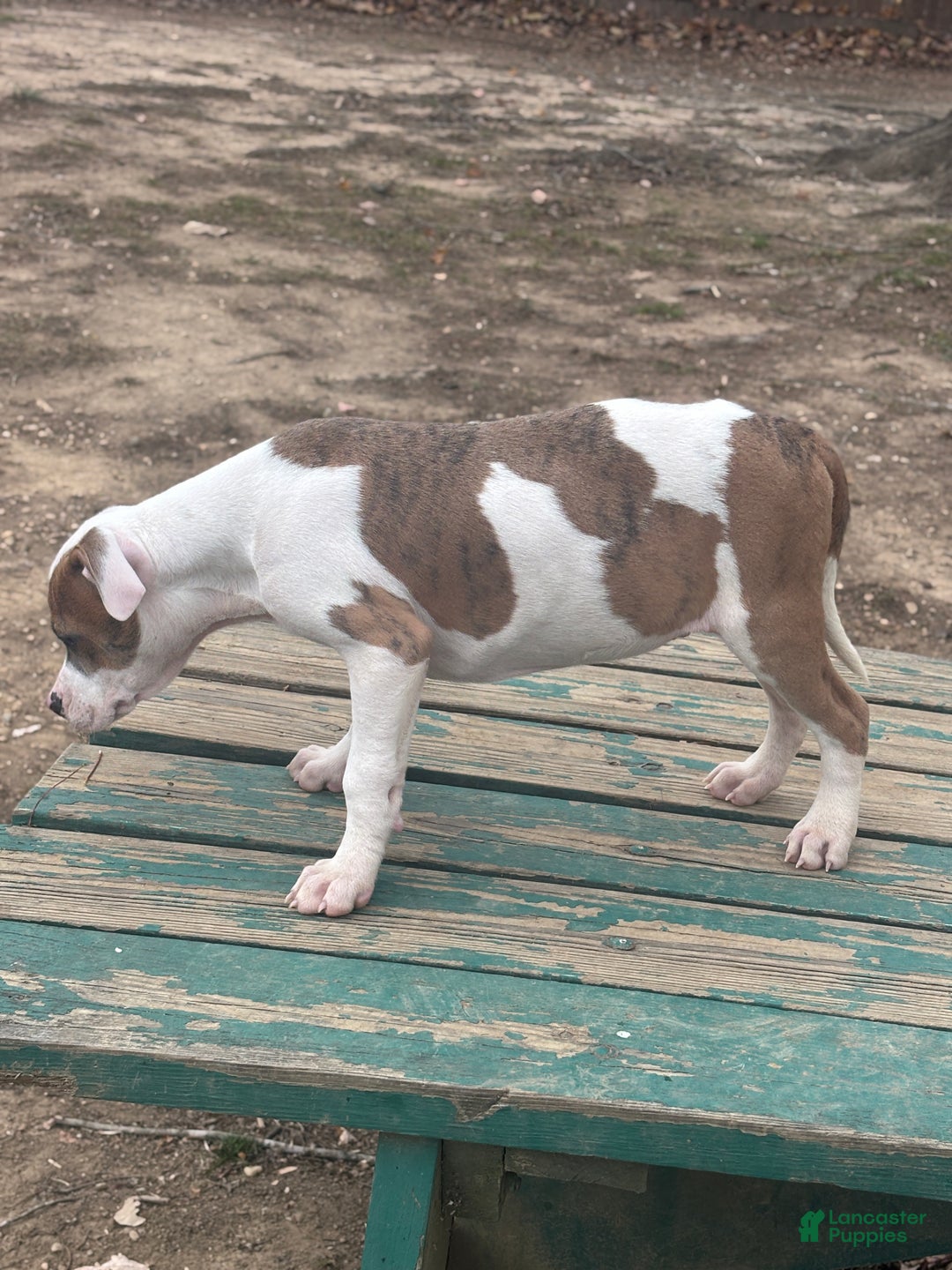 Mixed Breed dogs for sale: Rambo - Ad 2