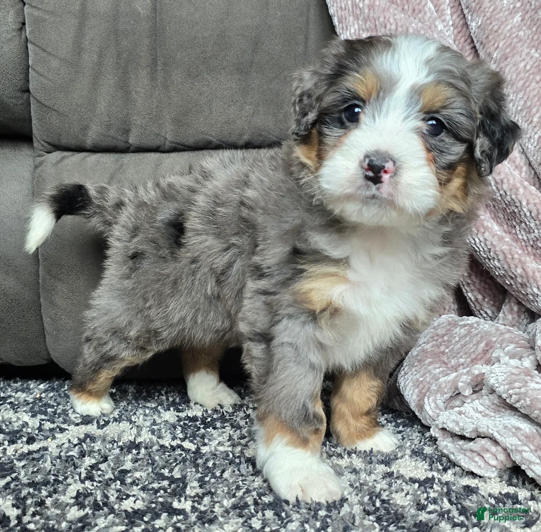 Mini Bernedoodle dogs for sale: Mini Archie - Ad 3