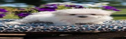 Maltese dogs for sale: Tessa - Ad 3