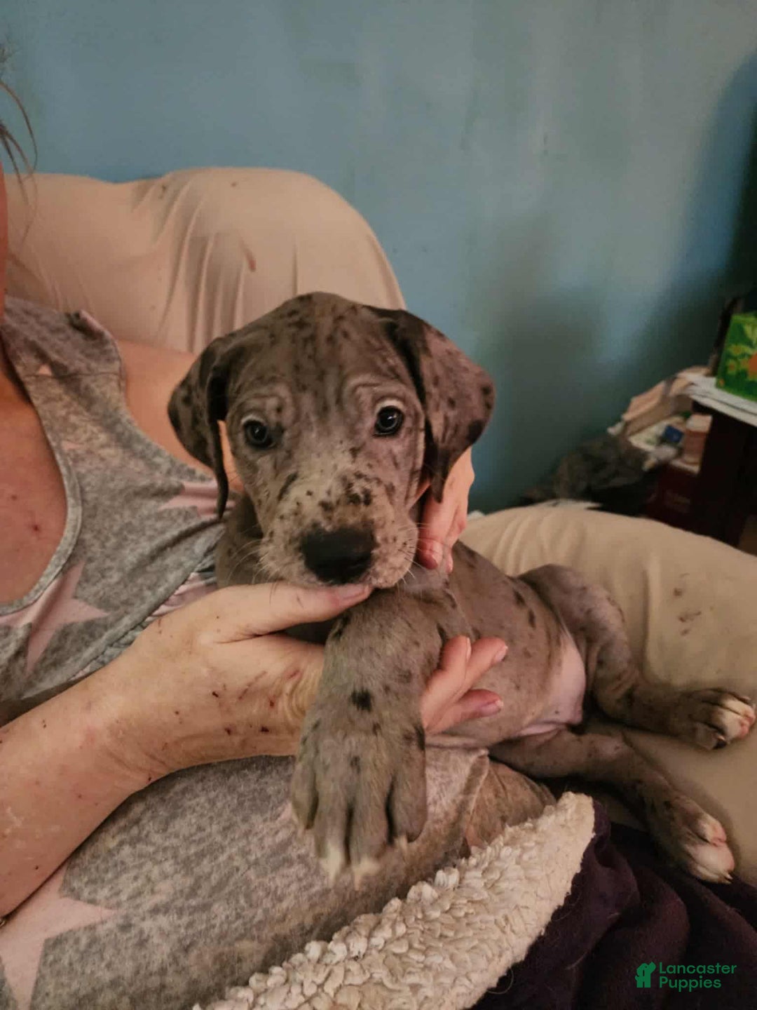 Great Dane dogs for sale: Prince Charming - Ad 15